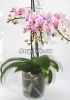 фото Фаленопсис (Phalaenopsis multiflora) ph-52 от магазина магазина орхидей Ангелок