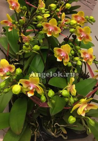 фото Фаленопсис пелорик (P.Brother Sara Gold x Chiada Spark"ES") Тайвань от магазина магазина орхидей Ангелок