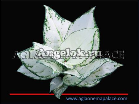 фото Аглаонема (Aglaonema White pearl) от магазина магазина орхидей Ангелок