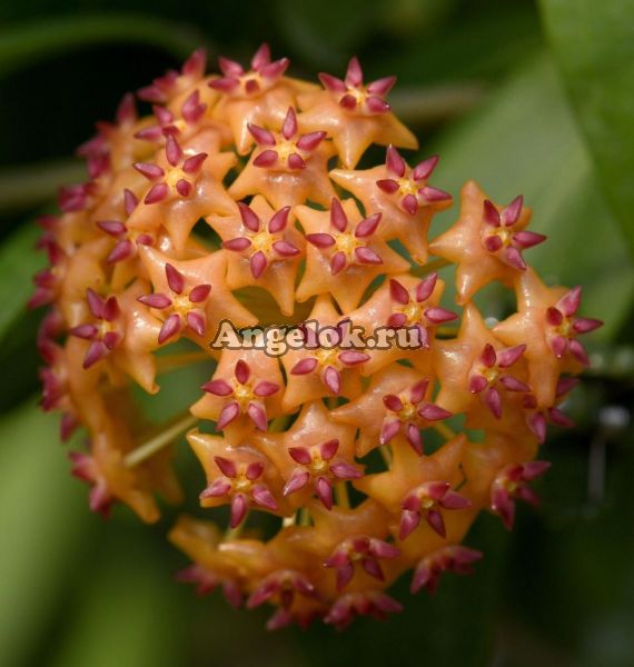 фото Хойя Вэлмайори (Hoya blashernaezii ssp. valmayoriana) черенок от магазина магазина орхидей Ангелок