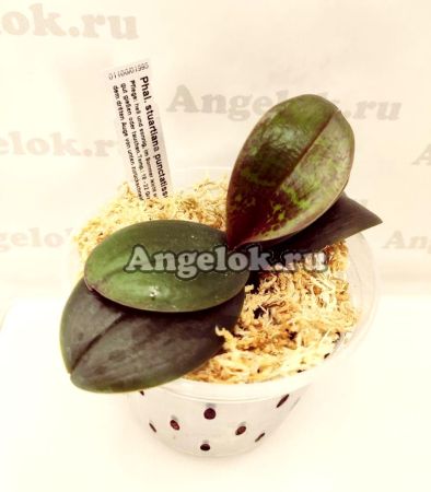 фото Фаленопсис (Phalaenopsis stuartiana punctatissima) от магазина магазина орхидей Ангелок