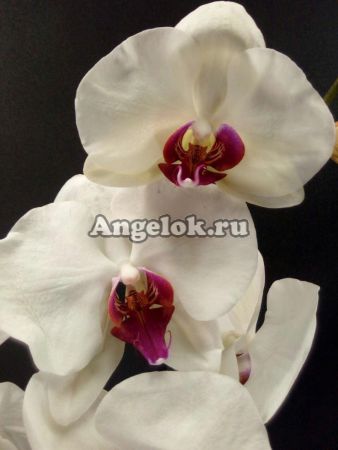 фото Фаленопсис Анкара (Phalaenopsis Ankara) от магазина магазина орхидей Ангелок