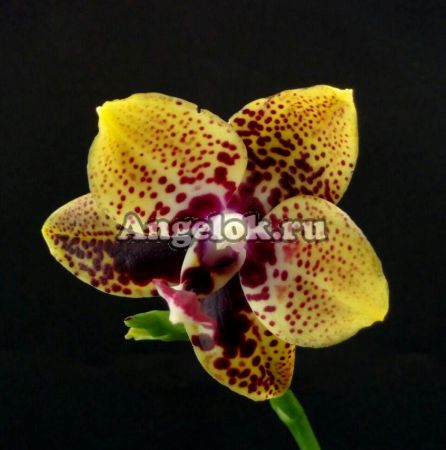 фото Фаленопсис Анаконда (Phalaenopsis Zeng Min Anaconda) от магазина магазина орхидей Ангелок