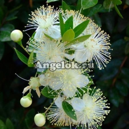 фото Мирт (Myrtus communis) от магазина магазина орхидей Ангелок