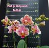 фото Фаленопсис (Phalaenopsis Jc Red Peacock) Тайвань от магазина магазина орхидей Ангелок