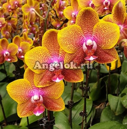 фото Фаленопсис Сого Лоуренс (Phalaenopsis Sogo Lawrence) от магазина магазина орхидей Ангелок