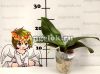 Фаленопсис (Phalaenopsis Yen Shuai Sweet Girl 'Shiny Girl') Тайвань