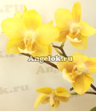 фото Фаленопсис Желтый Шоколад (Phalaenopsis Yellow Chocolate) Тайвань от магазина магазина орхидей Ангелок