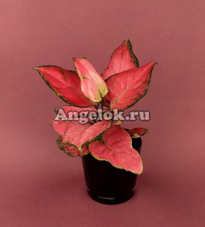 фото Аглаонема (Aglaonema Sooksom Jaipong) от магазина магазина орхидей Ангелок