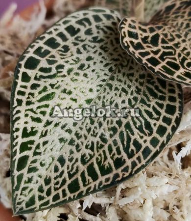фото Анектохилус Роксбурга (Anoectochilus roxburghii Yellow) от магазина магазина орхидей Ангелок