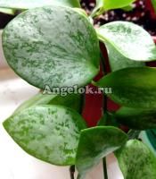 Хойя (Hoya sp. Biakensis PNG) черенок