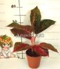 Аглаонема красная (Aglaonema sab Mongkol)