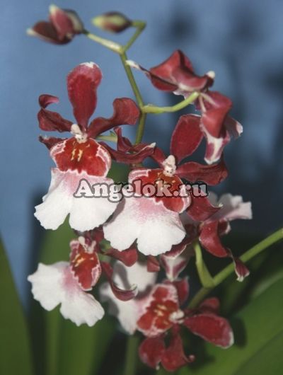 фото Камбрия (Miltonidium Bartley Schwartz) от магазина магазина орхидей Ангелок