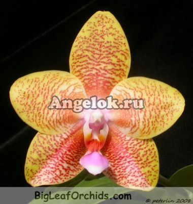 фото Фаленопсис (Phalaenopsis Orchid World “Zuma”) Тайвань от магазина магазина орхидей Ангелок