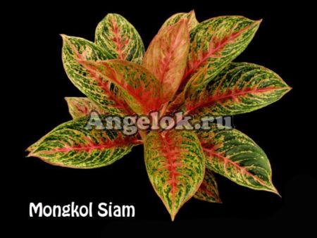 фото Аглаонема (Aglaonema Mongkol Siam) от магазина магазина орхидей Ангелок