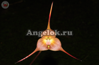 фото Дракула (Dracula gigas) от магазина магазина орхидей Ангелок