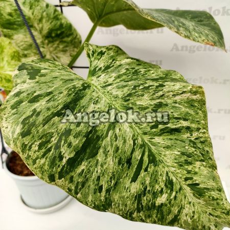 фото Филодендрон Гигантский (Philodendron giganteum variegata) от магазина магазина орхидей Ангелок