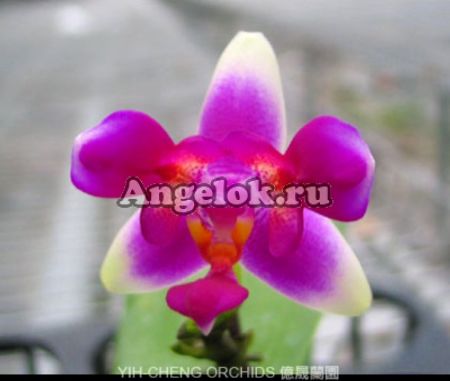 фото Фаленопсис пелорик (P. (violacea x Betris)x p.violacea) от магазина магазина орхидей Ангелок