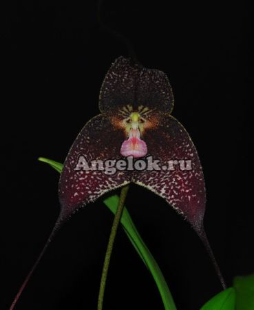 фото Дракула (Dracuvallia Gualaquiza x Drac. roezlii dark) от магазина магазина орхидей Ангелок