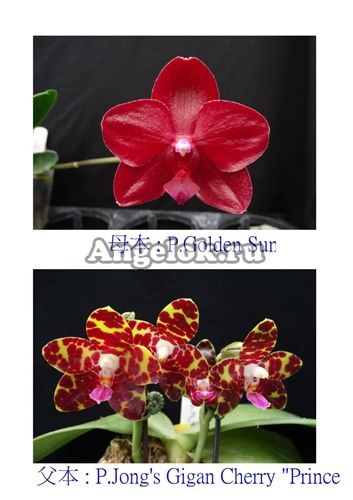 фото Фаленопсис (P. Golden Sun x P. Jong's Gigan Cherry'Prince') Тайвань от магазина магазина орхидей Ангелок