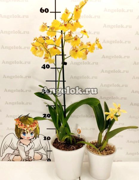 фото Горшок Арте жемчуг-прозрачный 0,6 л от магазина магазина орхидей Ангелок