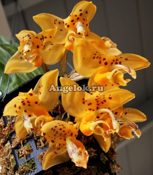 фото Стангопея Йениша (Stanhopea jenischiana) от магазина магазина орхидей Ангелок