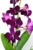 фото Дендробиум фаленопсис (Dendrobium Purple Happiness) 2 от магазина магазина орхидей Ангелок