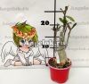 Адениум (Adenium obesum Super star)