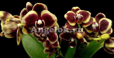 фото Фаленопсис (Phalaenopsis Brown Sugar) от магазина магазина орхидей Ангелок