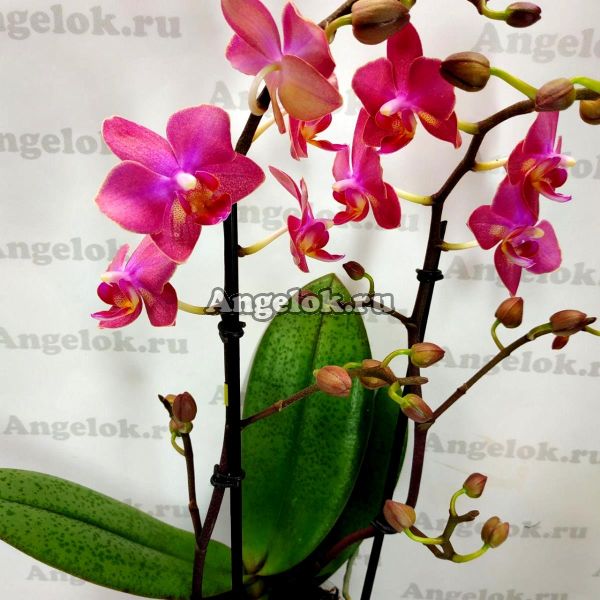 фото Фаленопсис Парфюмерная фабрика (Phalaenopsis Dusty Belle) от магазина магазина орхидей Ангелок