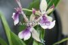 Зигопеталум (Zygopetalum Rhein Blue Angel)