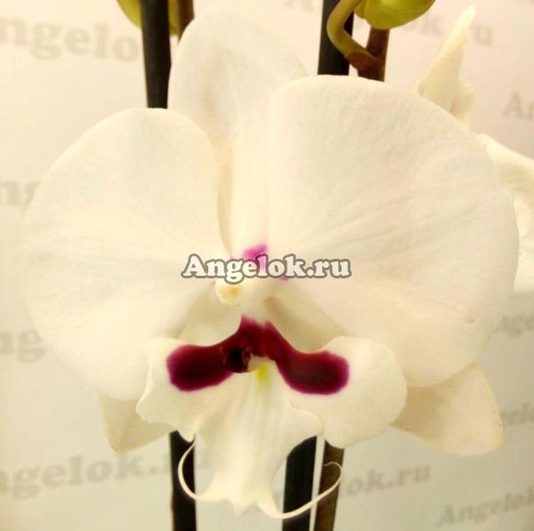 фото Фаленопсис Биг Лип (Reyoung Prinse) от магазина магазина орхидей Ангелок
