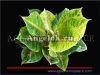 фото Аглаонема (Aglaonema Big Mama ) от магазина магазина орхидей Ангелок