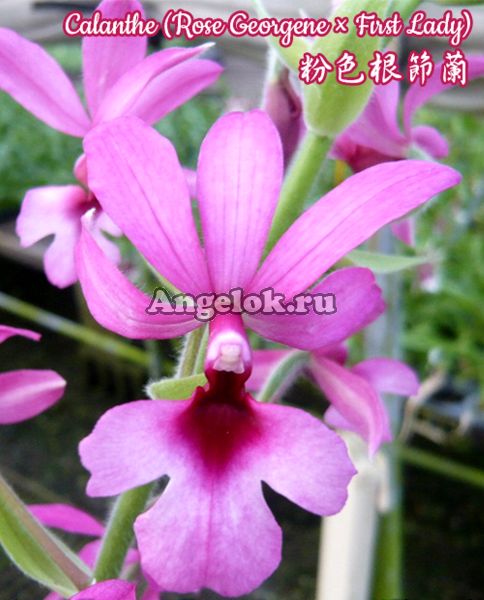 фото Каланта розовая детка (Calanthe Pink) Тайвань от магазина магазина орхидей Ангелок
