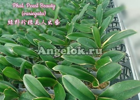фото Фаленопсис вариегатный (Phalaenopsis Pearl Beauty) Тайвань от магазина магазина орхидей Ангелок