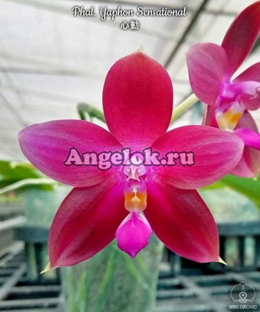 фото Фаленопсис детка (Phalaenopsis Yaphon Sensational) Тайвань от магазина магазина орхидей Ангелок