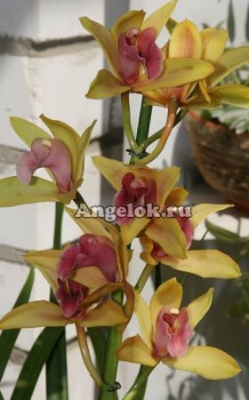 фото Цимбидиум (Cymbidium) c-07 от магазина магазина орхидей Ангелок