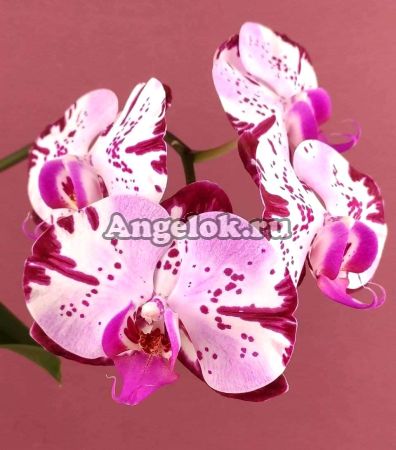 фото Фаленопсис Магик Арт (Phalaenopsis Magic Art) от магазина магазина орхидей Ангелок