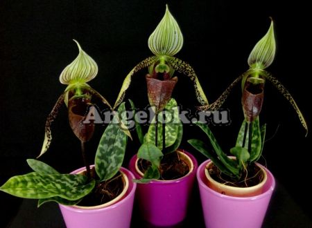фото Пафиопедилум Сукхакула (Paphiopedilum sukhakulii) мини от магазина магазина орхидей Ангелок
