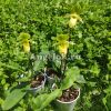 фото Пафиопедилум Примулинум (Paphiopedilum primulinum) от магазина магазина орхидей Ангелок
