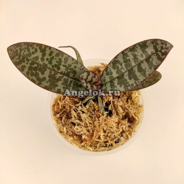 фото Фаленопсис Шиллера (Phalaenopsis schilleriana) от магазина магазина орхидей Ангелок