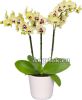 фото Фаленопсис детка (Phalaenopsis Deep Secret) от магазина магазина орхидей Ангелок