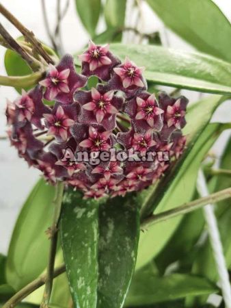 фото Хойя пубикаликс (Hoya pubicalix cv.“Silver Pink”) черенок от магазина магазина орхидей Ангелок