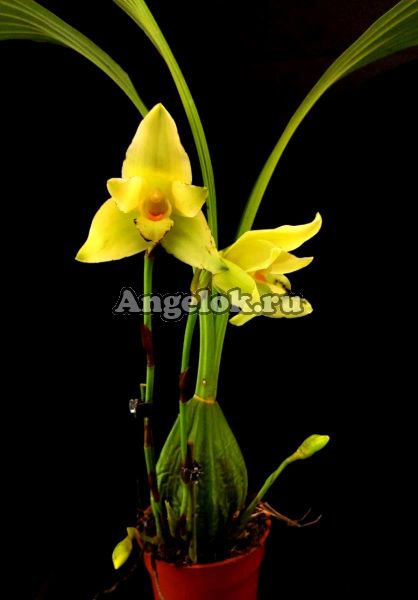 фото Ликаста Голдберга (Lyc.Goldberg) Тайвань от магазина магазина орхидей Ангелок