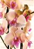 Фаленопсис Биг Лип Пастелло (Phalaenopsis Pastello Kiss)
