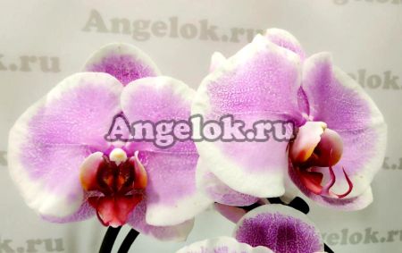 фото Фаленопсис (Phalaenopsis Pretty Romance) от магазина магазина орхидей Ангелок