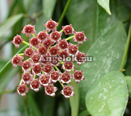 Хойя изящная (Hoya gracilis) черенок