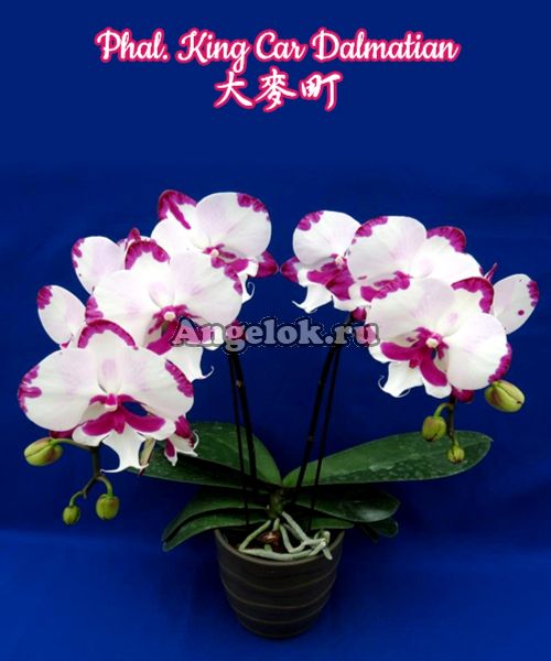 фото Фаленопсис Биг Лип (Phalaenopsis King Car Dalmatian) Тайвань от магазина магазина орхидей Ангелок