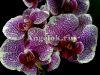 фото Фаленопсис (Phalaenopsis Golden Poeker Leopard) от магазина магазина орхидей Ангелок