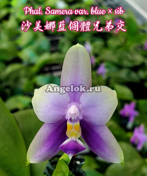 фото Фаленопсис Самера (Phalaenopsis Samera var. blue × sib) Тайвань от магазина магазина орхидей Ангелок